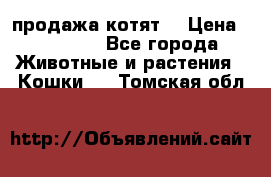 продажа котят  › Цена ­ 15 000 - Все города Животные и растения » Кошки   . Томская обл.